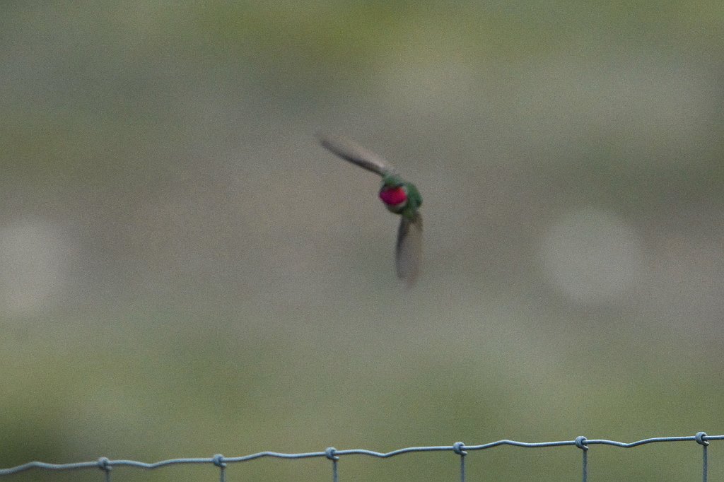 Hummingbird, Broad-tailed, 2015-05318827 Rocky Mountain National Park, CO.JPG - Broad-tailed Hummingbird. Rocky Mountain National Park, CO, 5-31-2015